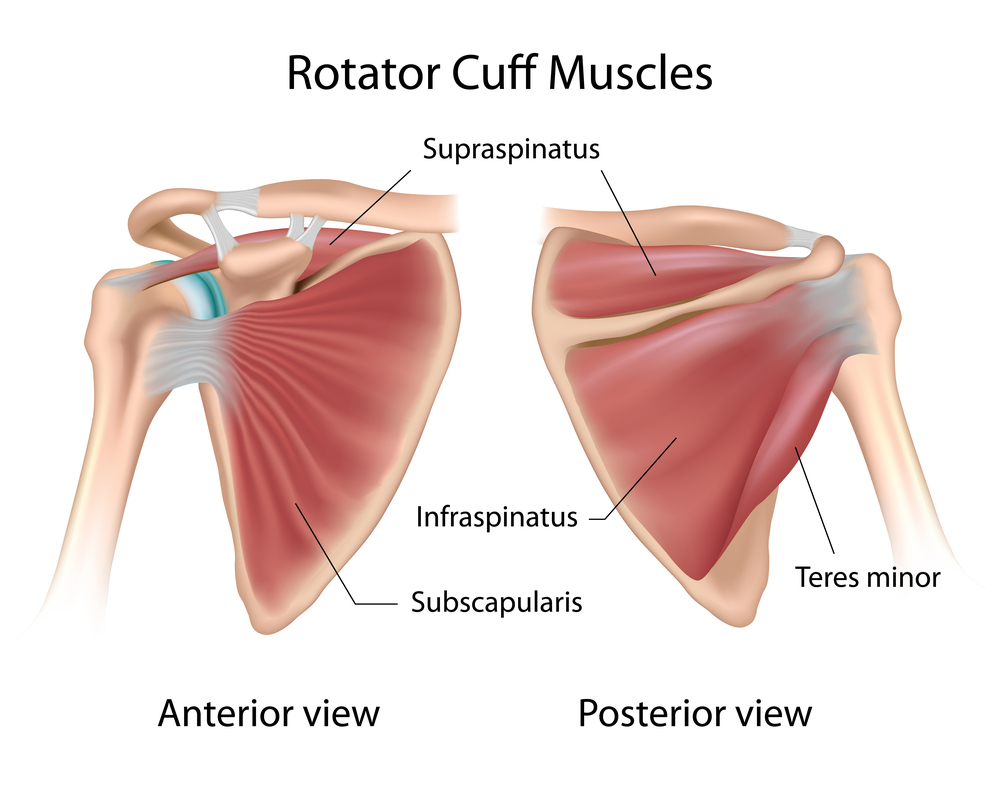 Rotator Cuff Muscles- Portland Physical Therapy